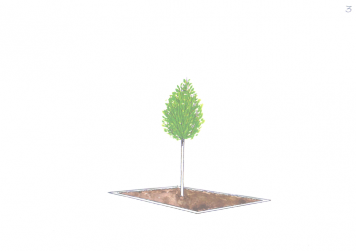 Buche Frühling